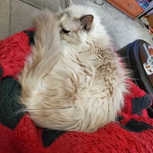 Meet your Posher, Samantha